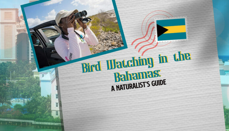 Bird Watching in the Bahamas A Naturalist's Guide